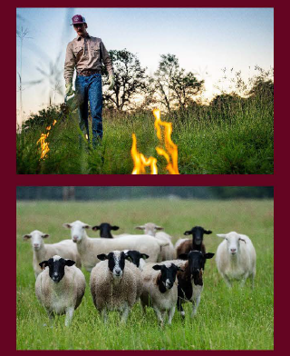 Man conducting a prescribed fire in top half. Bottom half is a group of sheep in a green pasture.