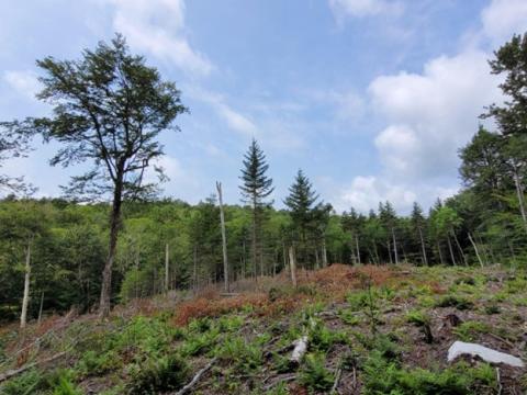 A group selection harvest with leave trees in a mixedwood stand on the Green Mountain National Forest. 