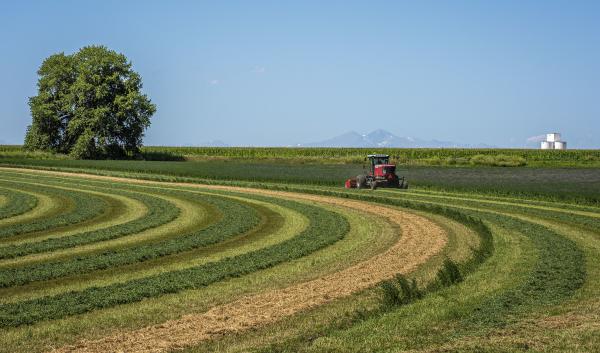 tractor in alfalfa field