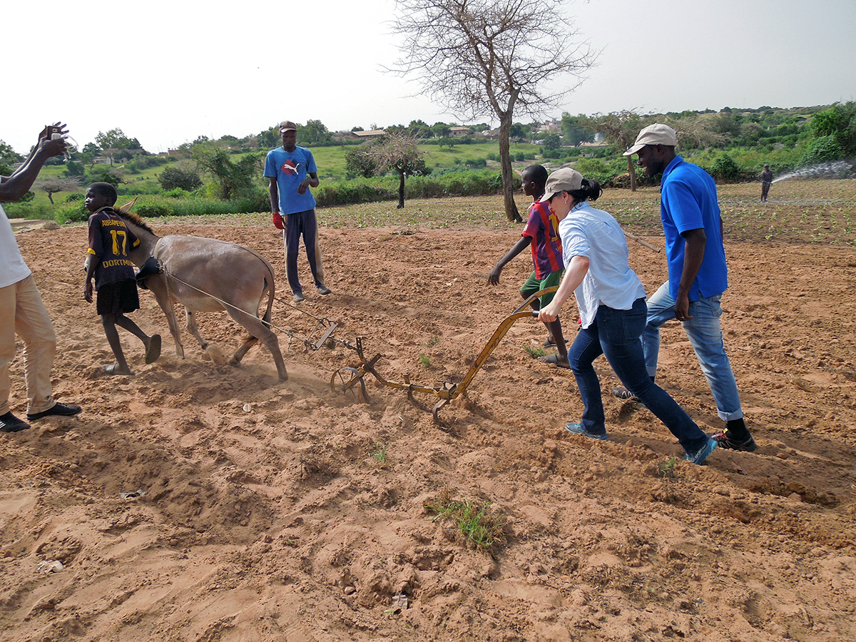 Rachel Schattman learns to plow using animal power in Thies, Senegal in September 2017.
