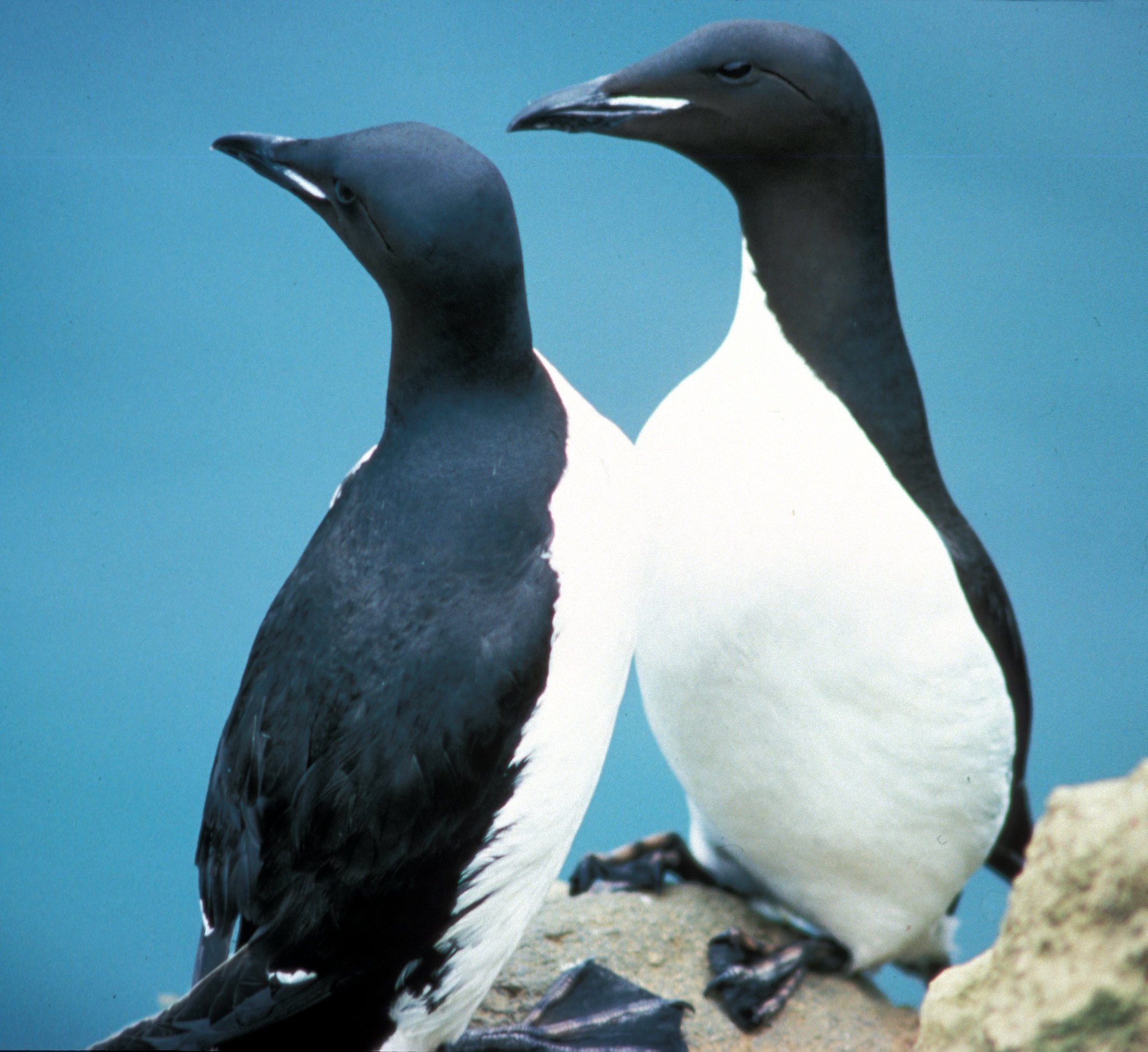 Two thick-billed murres on a rock in Alaska.
