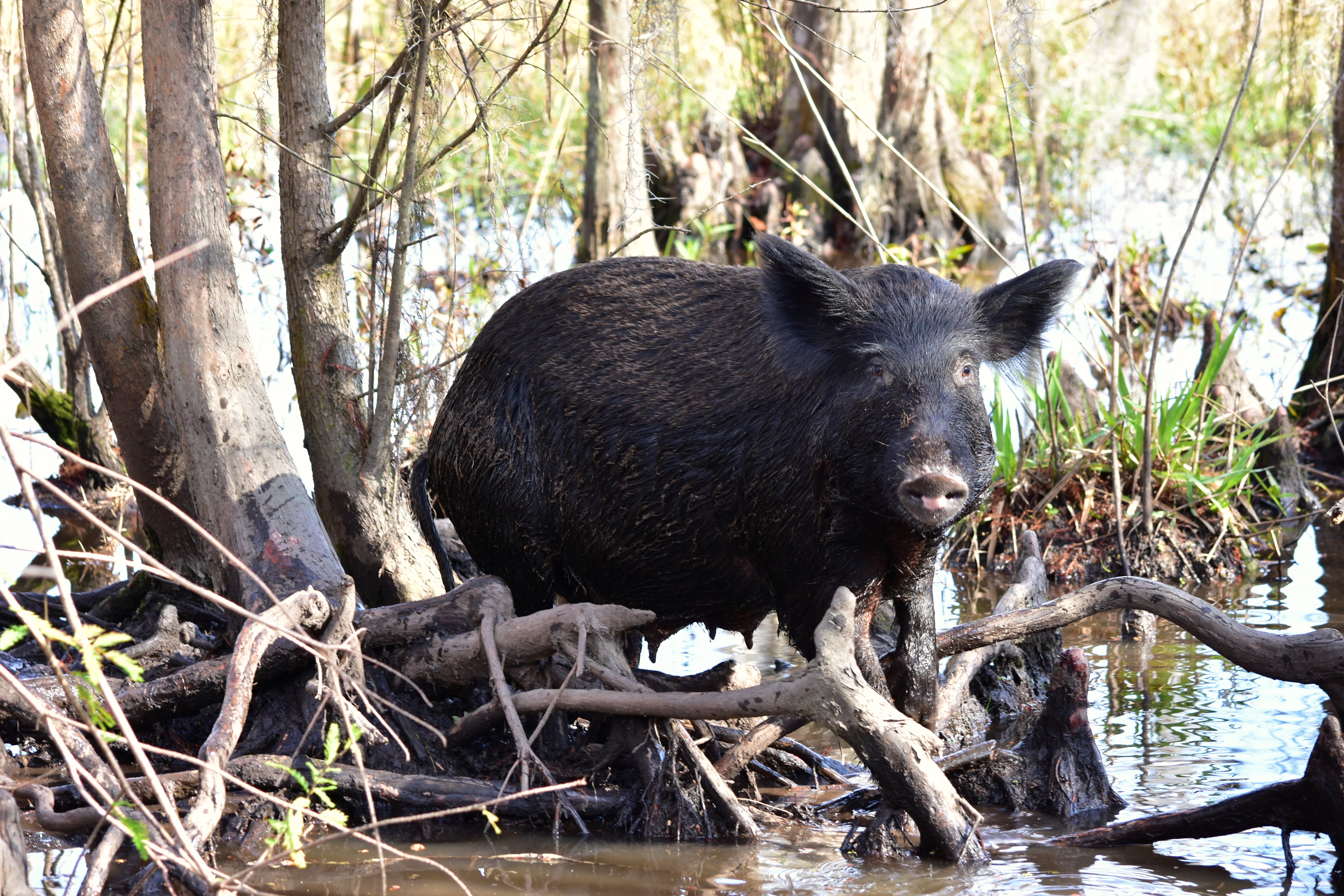 Animals of the Swamp - Feral Hog by Pedrik is licensed under CC-by-2.0