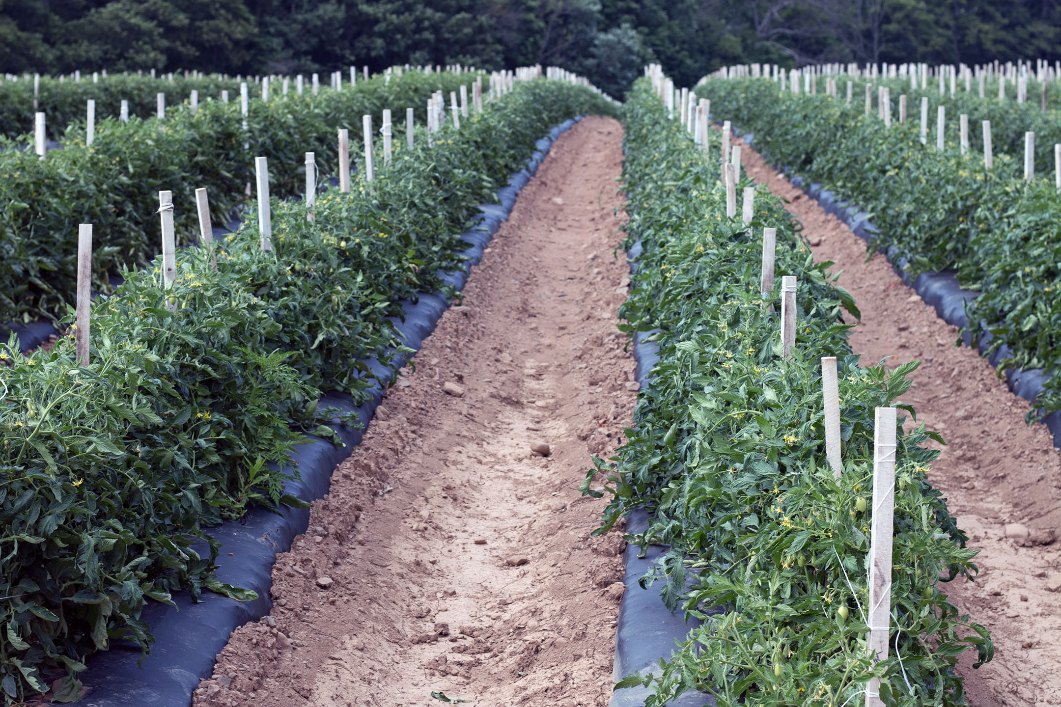 Rows of tomatoes planted in raised beds and black plastic mulch at Cecarelli Farms on July 13th, 2018.