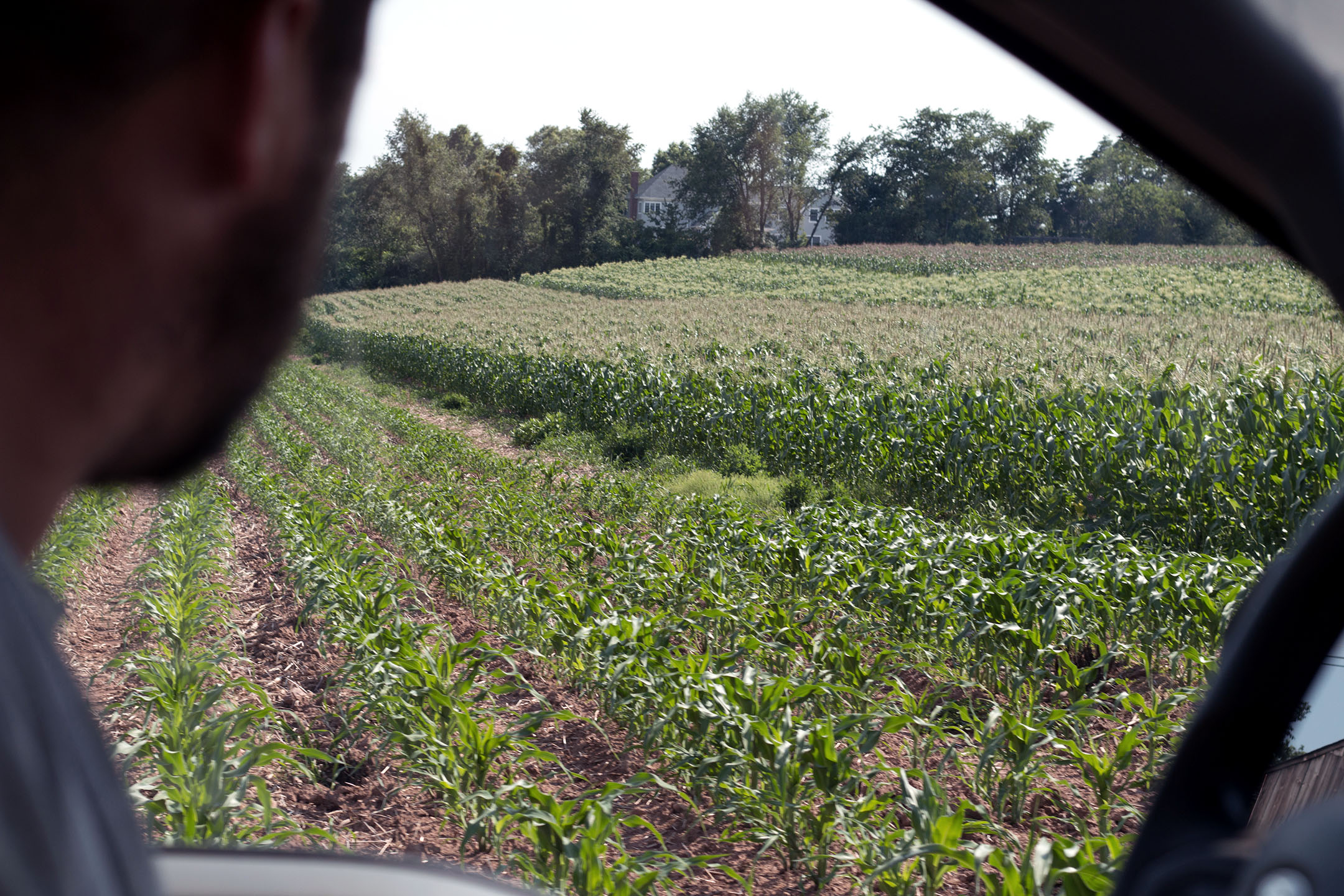William DellaCamera drives by the corn fields on July 13th, 2018.