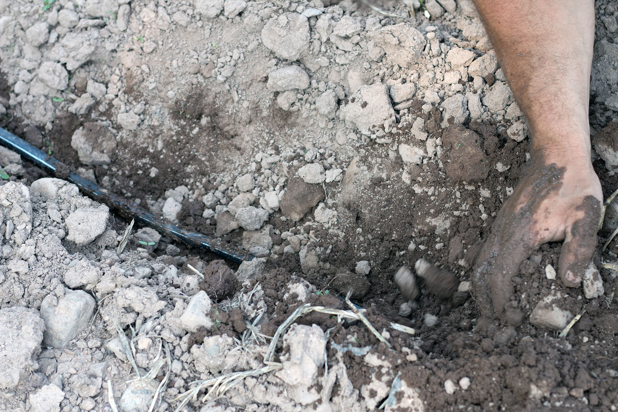 “That’s beautiful, and it doesn’t go anywhere,” comments William DellaCamera as he digs down to show the soil moisture difference between soil from the surface and soil that’s around a buried irrigation line on July 13th, 2018.