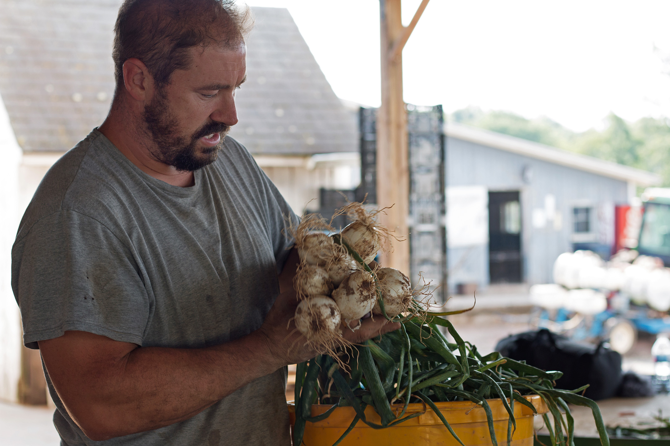 William DellaCamera shows off a bunch of freshly harvested onions on July 13th, 2018.