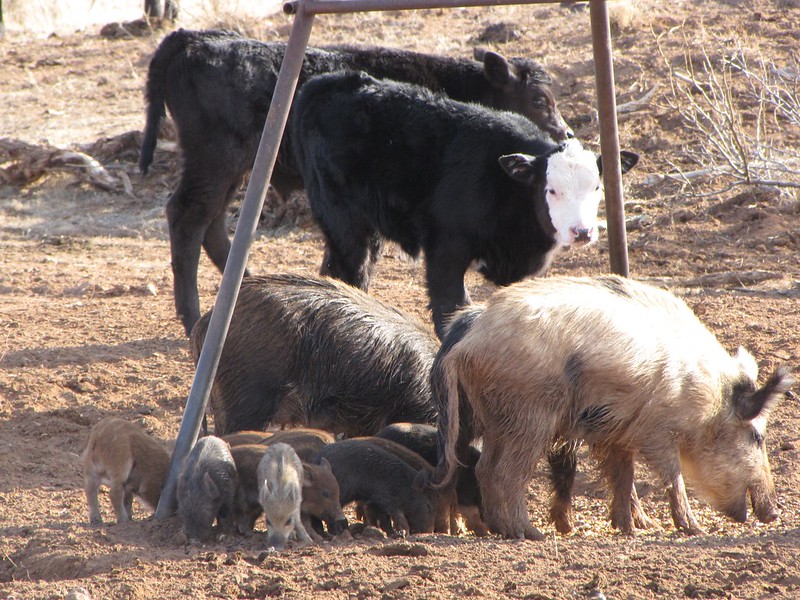 Feral sow with piglets