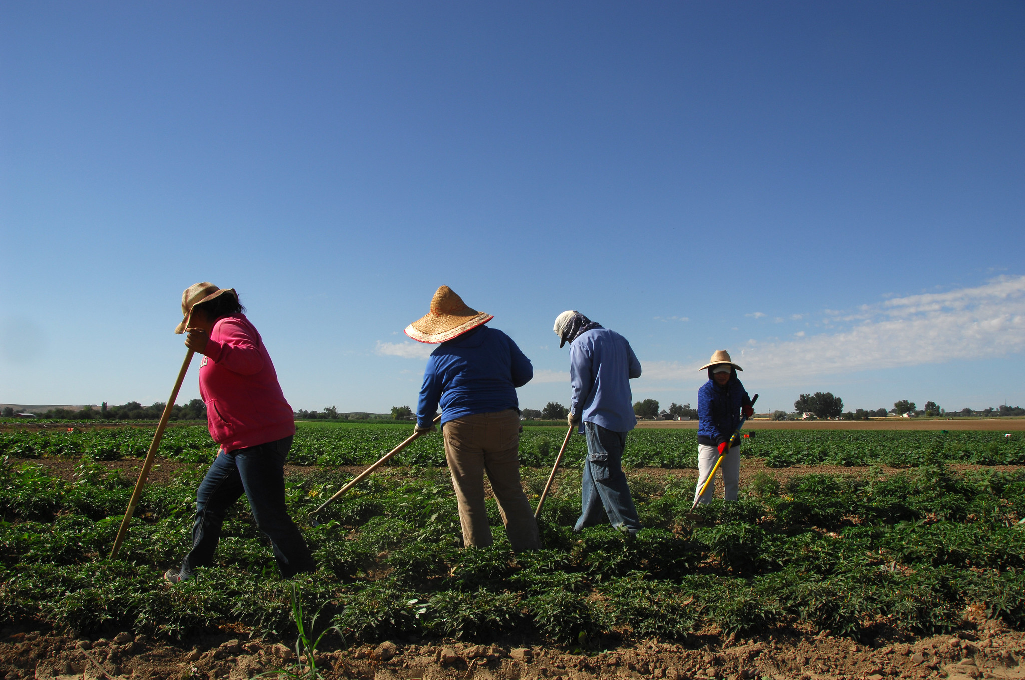 Migrant workers weed a field of peppers on Rick and Robyn Purdum's farm. Fruitland, Idaho.