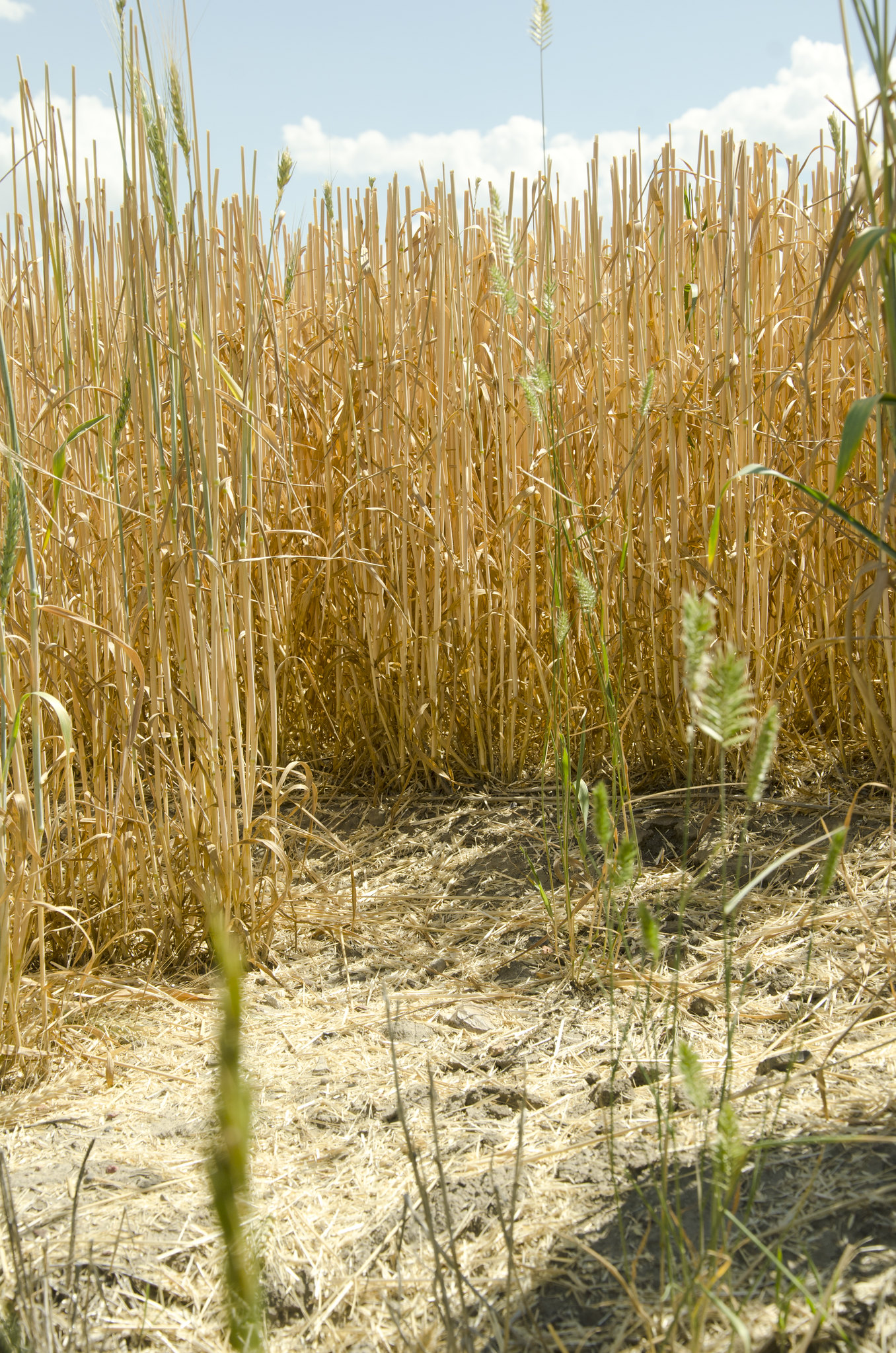 A no-till winter wheat crop with crop residue and litter on the soil surface.
