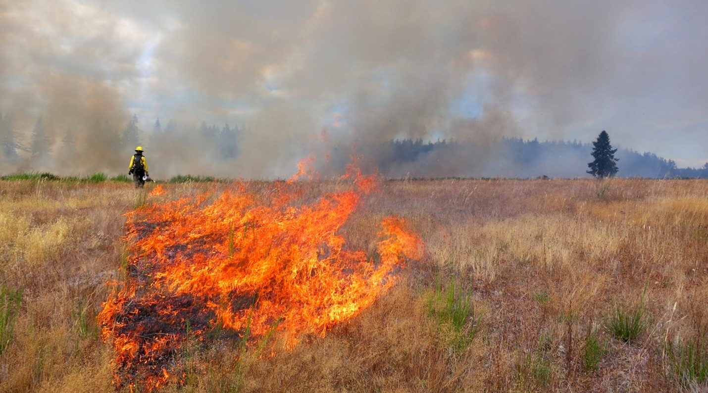 A firefighter lights a prescribed fire in the lowland prairie near Puget Sound.