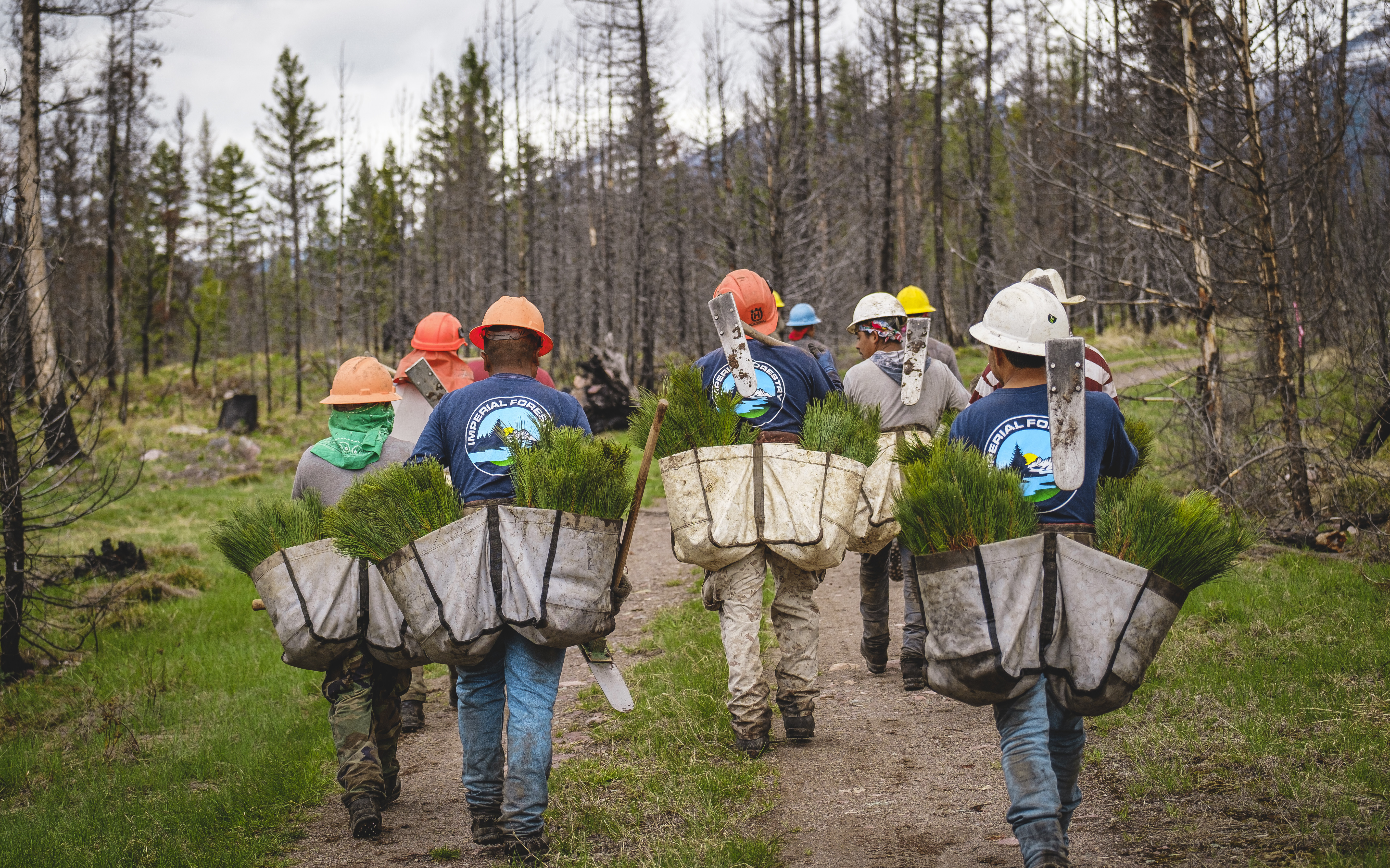 A crew hikes into a recently burned forest with tree seedlings in their packs.