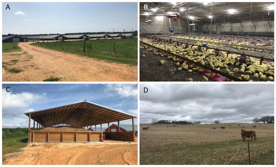 SE MS poultry and beef farm