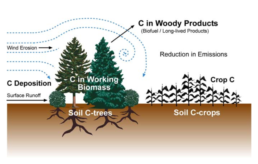 Figure 1: Major carbon sinks and sources that can be affected by a field windbreak. Image credit: Schoenberger 2008