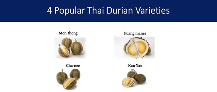 Four common Durain varieties for export