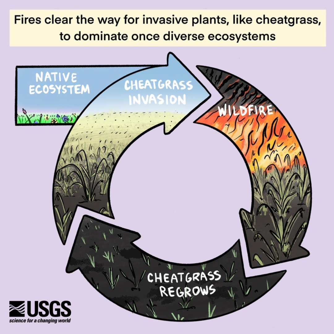 An infographic representing the cheatgrass-fire cycle. 