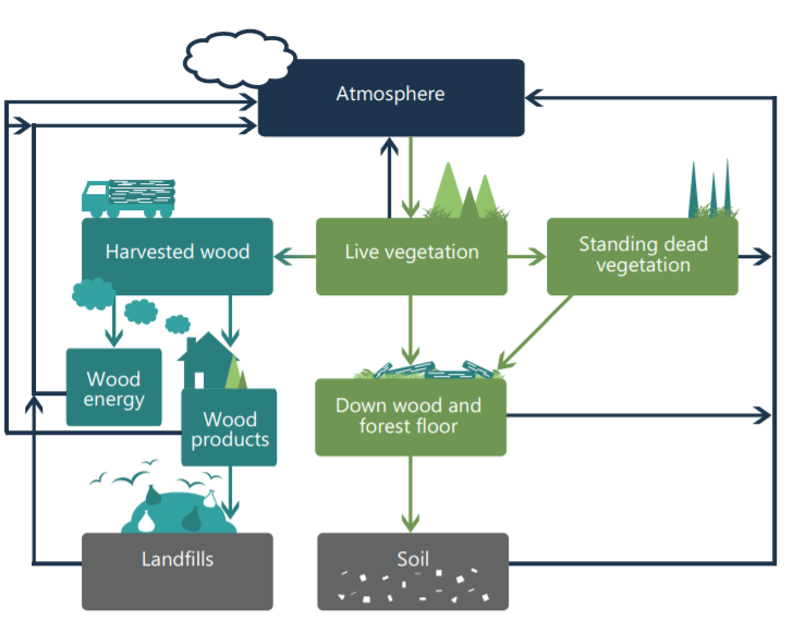  The forest sector carbon cycle includes forest carbon stocks and carbon transfer between stocks. Adapted from Heath et al. (2003) and USDA (2011).