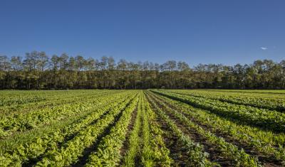 Sang Lee Farms uses Intercropping with cover crops by planting rye between rows of lettuce in Peconic, New York.