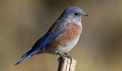 bluebird sitting on stick, USDA