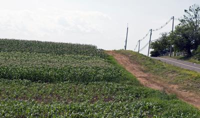 A sloping corn field at Cecarelli Farms with different plantings of corn on July 13th, 2018.