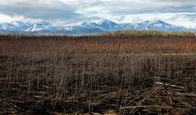 A forest of burned trees stretches out in front of mountains on the Seward peninsula. 