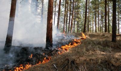 A prescribed fire burns through a ponderosa pine stand.