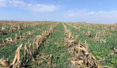 Corn field with cover crop