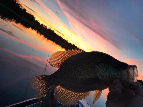 fish with a sunset and lake in the background