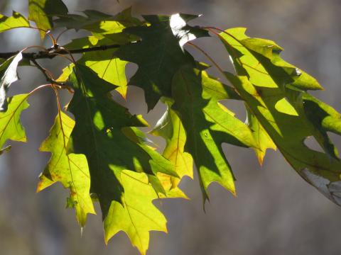 Green Oak leaves