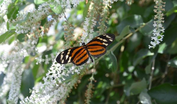 Photo taken at Reiman Gardens Butterfly Wing, Ames, IA