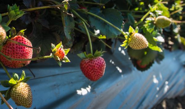 Strawberries at varying stages of ripening grow in a bed.