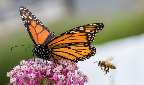monarch butterfly and a bee visiting a swamp milkweed plant