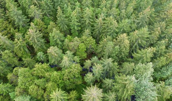 A drone image of green trees in an Alaskan temperate rainforest