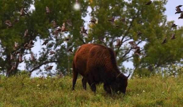 Bison and birds in grasslands