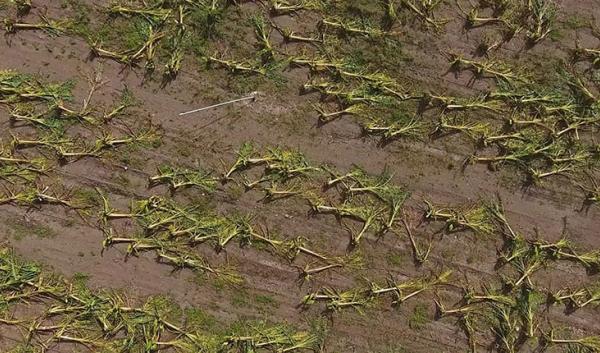 Aerial view of wind damaged crops after a Hurricane