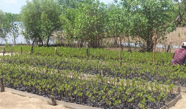 madagascar mangrove