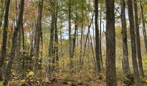 Image of a northern hardwoods stand with fall foliage.