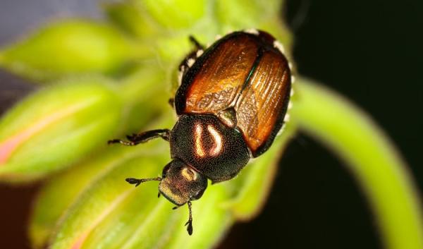 Image Japanese beetle
