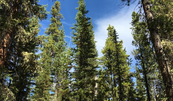 Spruce-fir forest in Colorado