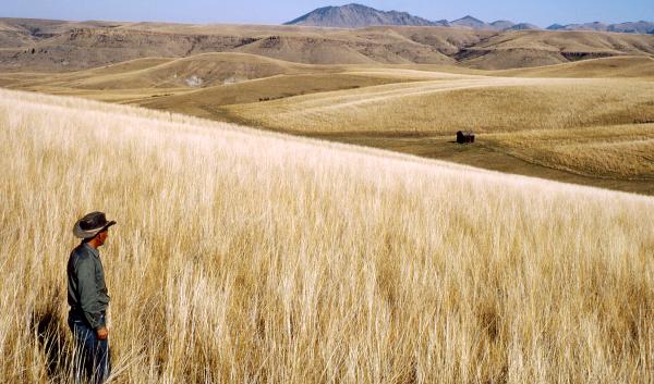 a man stands in a field of wheat with rolling hills in the background