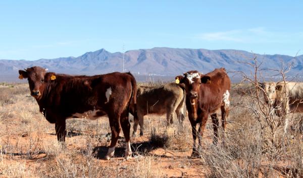 Criollo cattle by Ted of DGAR is licensed under CC BY-NC-SA 2.0