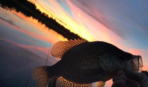 Fish with a lake sunset in the background