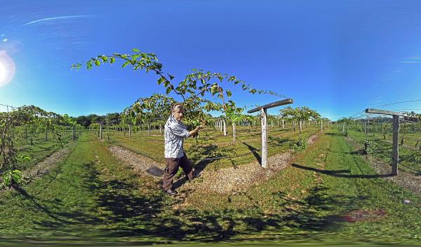 Iago Hale stands next to his kiwiberry vines