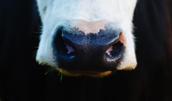 Cow nose