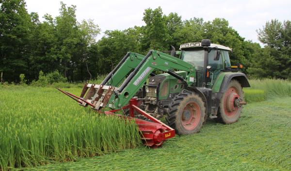 Rolled winter cereal cover crops provide weed suppression for organic no-till production systems.