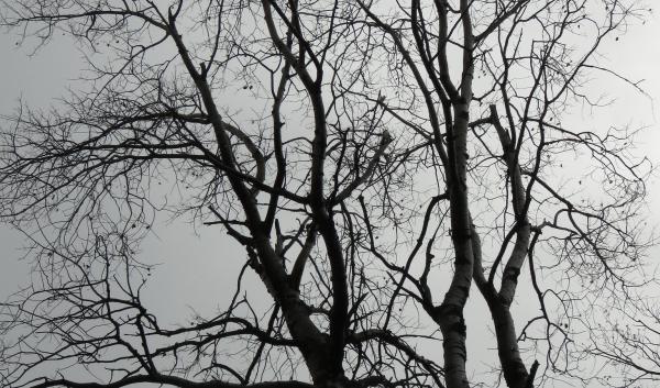 leafless single tree in black and white