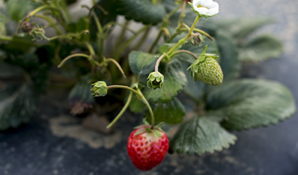 Day neutral strawberries at UNH's Woodman Horticulture Research Farm